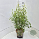 Salix babylonica 'Tortuosa' 60-80 cm 10L