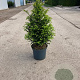 Taxus baccata 60-80 cm 10L