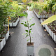 Alnus glutinosa 60-80 cm P15