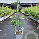 Amelanchier aln. 'Thiessen' 60-80 cm P15