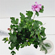 Hibiscus syr. 'Ardens' 40-50 cm 3,0L