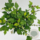 Hibiscus syr. 'Duc de Brabant' 40-50 cm 3,0L