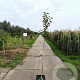 Malus d. 'Bramley's Seedling' 175-200 cm 10L