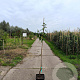 Malus d. 'King of the Pippins' 175-200 cm 10L