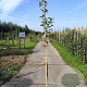 Malus d. 'Rode Jonathan' 175-200 cm 10L