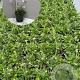 Scabiosa col. 'Pink Mist' GM 2,0L