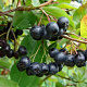 Aronia melanocarpa 100-125 cm wortelgoed 3 jarig verplante zaailin