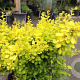Berberis thunbergii 60-80 cm wortelgoed 3 jarig verplante zaailin