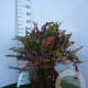 Berberis thunbergii 30-40 cm wortelgoed 2-jarig verplante zaailin