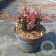 Berberis thunb. 'Bagatelle' 20 cm 3,0L