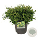Chamaecyparis o. 'Gitte' 40-50 cm 6L