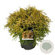 Chamaecyparis o. 'Kamarachiba' 50-60 cm 6L