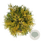 Chamaecyparis o. 'Kamarachiba' 50-60 cm 6L