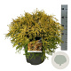 Chamaecyparis o. 'Kamarachiba' 50-60 cm 6L