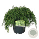 Chamaecyparis p. 'Filifera Nana' 50-60 cm 6L