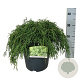 Chamaecyparis p. 'Filifera Nana' 50-60 cm 6L