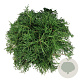Chamaecyparis p. 'Filifera Nana' 50-60 cm 6L