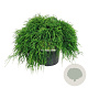 Chamaecyparis p. 'Sungold' 40-50 cm 6L
