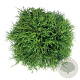 Chamaecyparis p. 'Sungold' 40-50 cm 6L