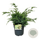 Juniperus chin. 'Blue Alps' 50-60 cm 6L