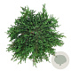 Juniperus comm. 'Greenmantle' 50-60 cm 6L