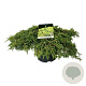 Juniperus comm. 'Lemon Carpet' 50-60 cm 6L