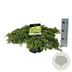 Juniperus comm. 'Lemon Carpet' 50-60 cm 6L