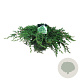 Juniperus conferta 'Schlager' 40-50 cm 6L