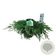 Juniperus conferta 'Schlager' 40-50 cm 6L