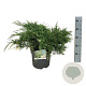 Juniperus pf. 'White Splash' 50-60 cm 6L