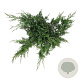 Juniperus pf. 'White Splash' 50-60 cm 6L
