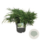 Juniperus pf. 'White Splash' 50-60 cm 6L
