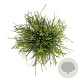 Platycladus or. 'Franky Boy' 40-50 cm 6L