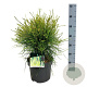 Platycladus or. 'Franky Boy' 40-50 cm 6L