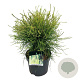 Platycladus or. 'Franky Boy' 40-50 cm 6L