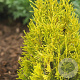 Thuja pl. '4ever' 40-50 cm 6L