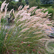 Achnatherum calamagrostis GM P9 BIO