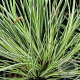 Acorus gramineus 'Argenteostriatus' GM P9 BIO