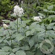 Actaea pachypoda Misty Blue GM P9 BIO