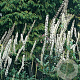Actaea racemosa cordifolia GM P9 BIO