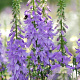 Adenophora 'Gaudi Violet' GM P9 BIO