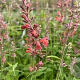 Agastache barberi 'Tangerine Dream' GM P9 BIO