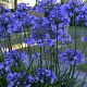 Agapanthus 'Dr Brouwer' GM P9 BIO