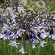 Agapanthus Fireworks GM P9 BIO