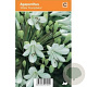 Agapanthus 'White Triumphator' GM P9 BIO