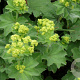 Alchemilla mollis 'Robustica' GM P9 BIO