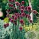 Allium sphaerocephalon GM P9 BIO