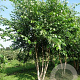 Betula nigra 400-450 cm draadkluit meerstammig