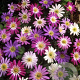 Anemone blanda GM P9 BIO