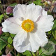 Anemone h. Fantasy Elsa GM P9 BIO